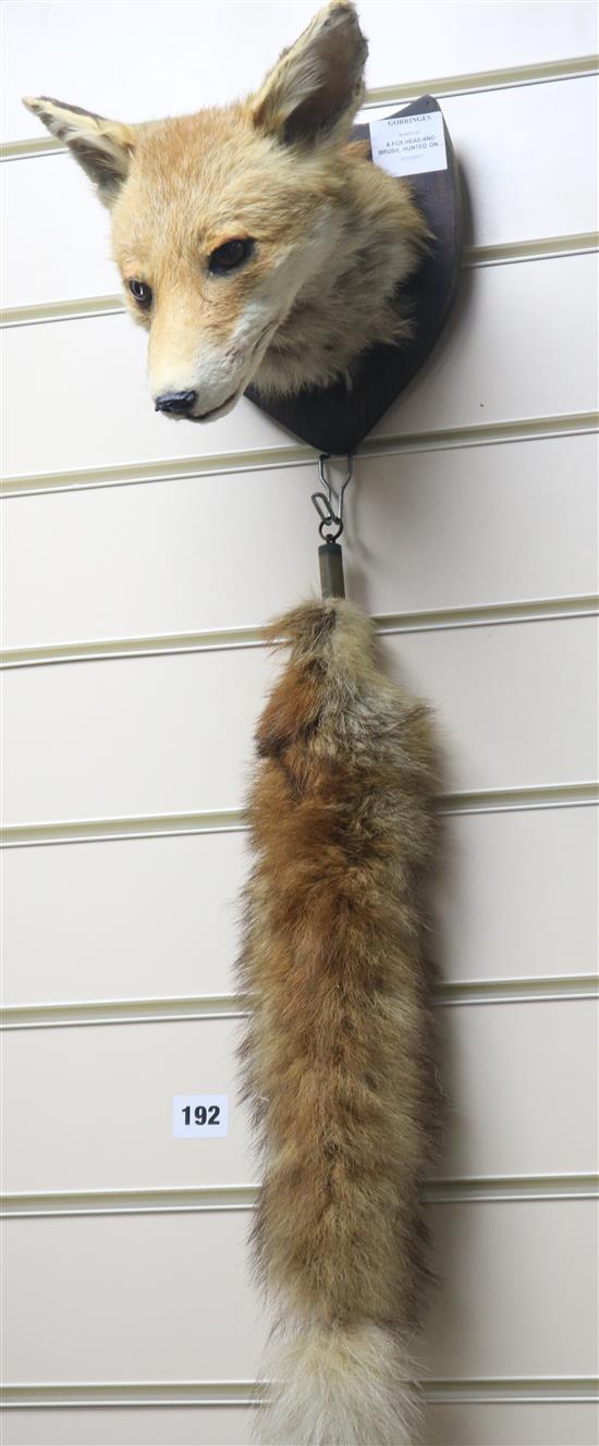 A fox head and brush, hunted on Colbrans Farm, 1976